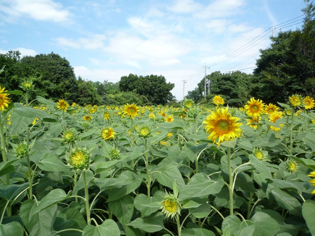 ひまわり成長日記　7月22日
