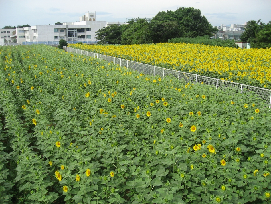ひまわり成長日記　7月25日