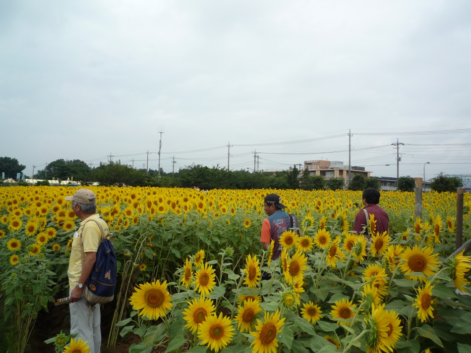 ひまわり成長日記　７月28日