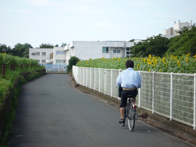 ひまわり