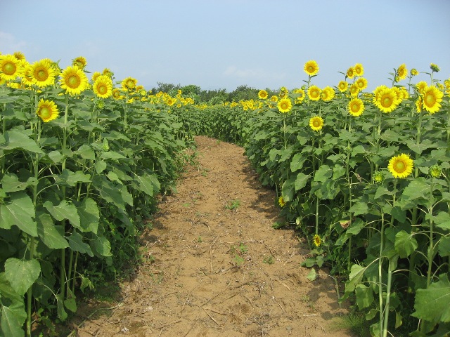ひまわり
