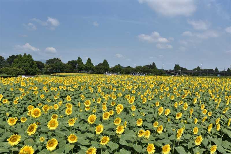 2019座間のひまわりまつり