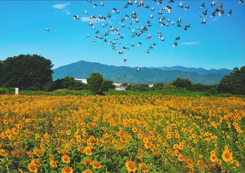 第16回ひまわり写真コンテスト入賞・入選作品