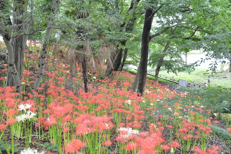 2016 かにが沢公園曼珠沙華