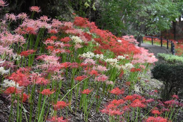 2017かにが沢公園の曼珠沙華と鑑賞の集い