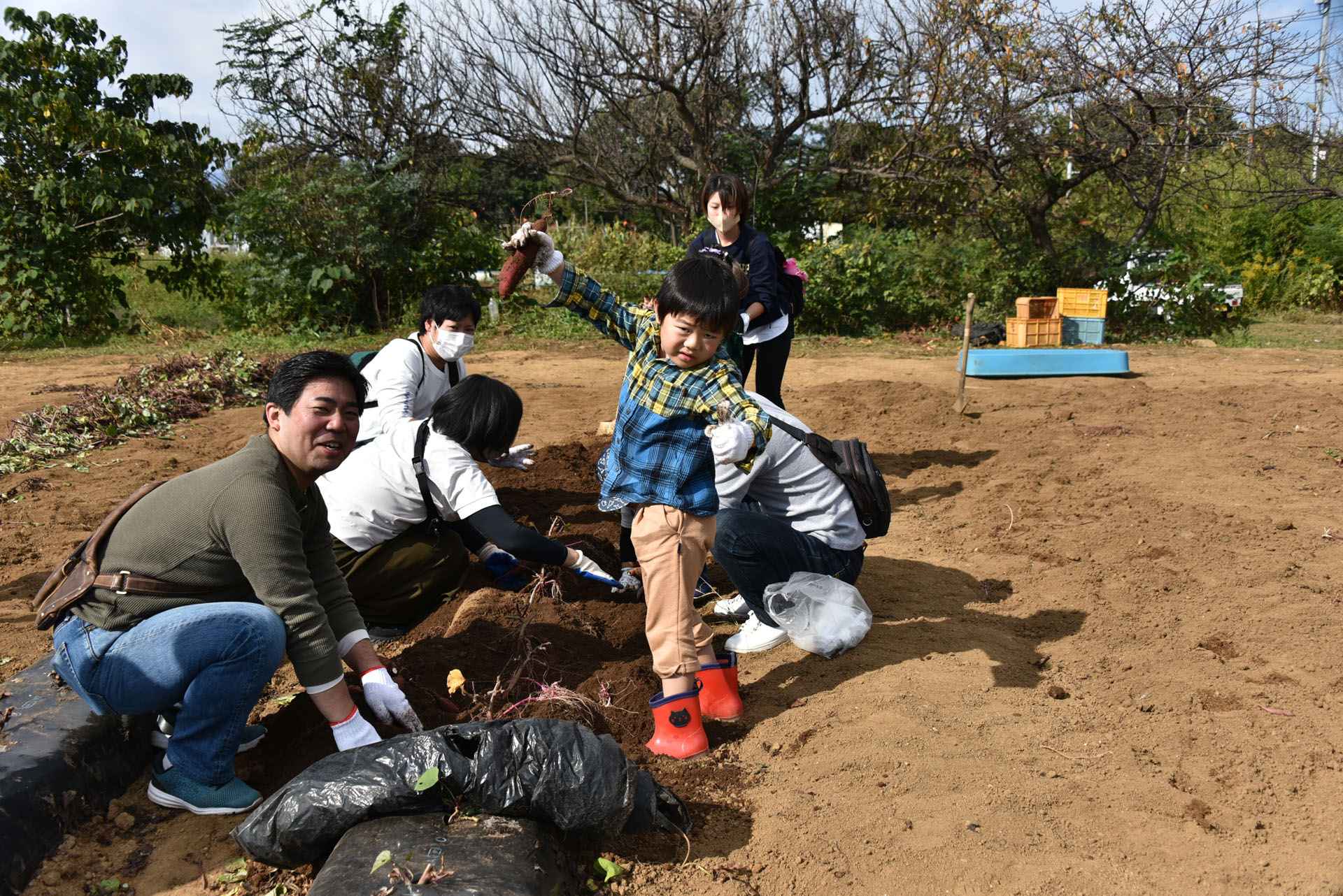 秋の収穫体験＿さつまいも掘り