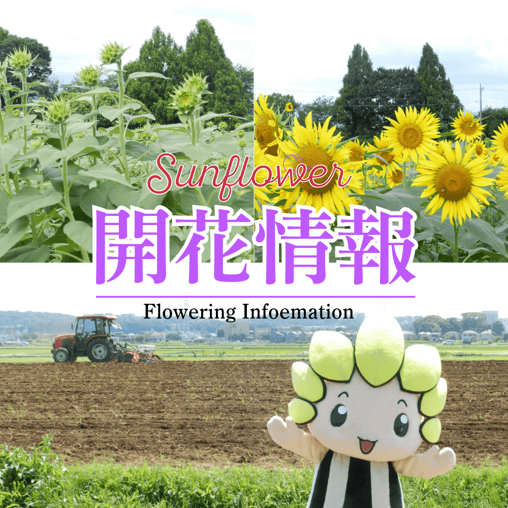2025ひまわり開花情報