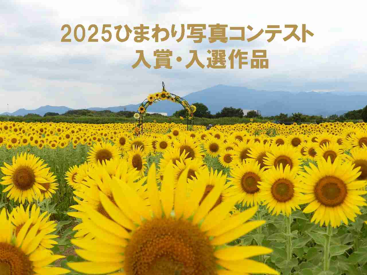 第23回ひまわり写真コンテスト入賞・入選結果発表
