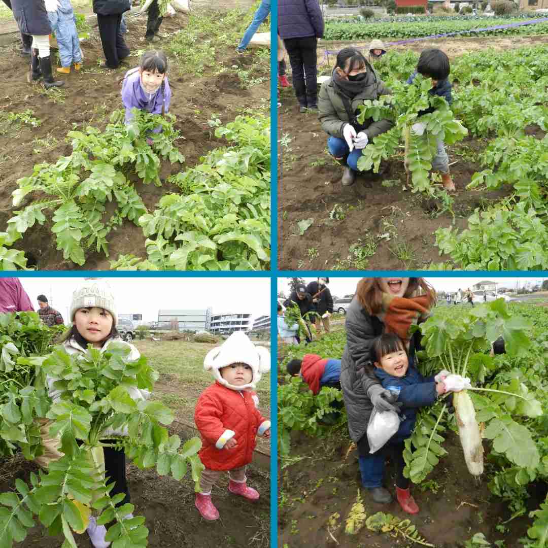 観光農園第2弾「大根掘り」