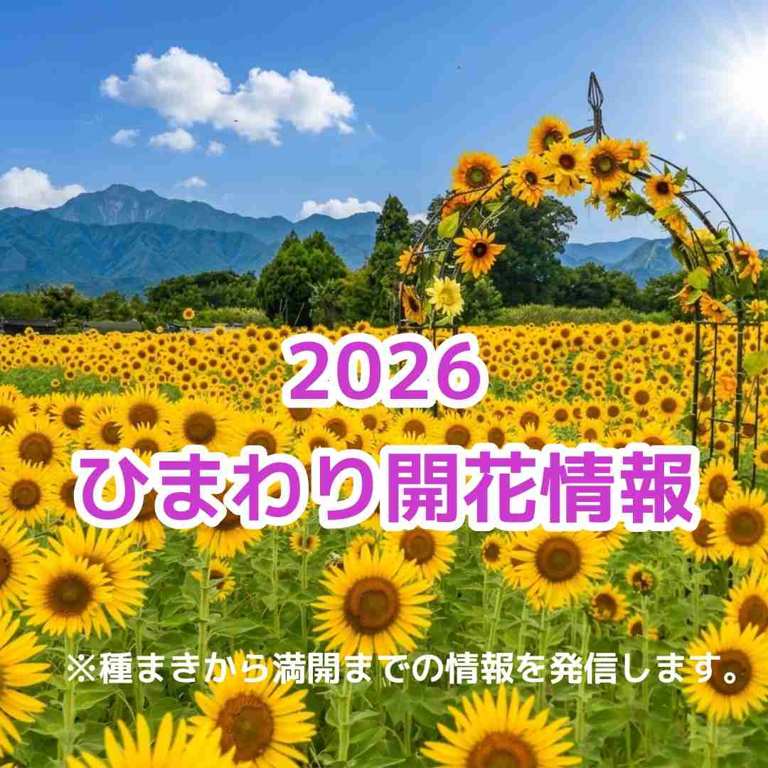 2026ひまわり開花情報