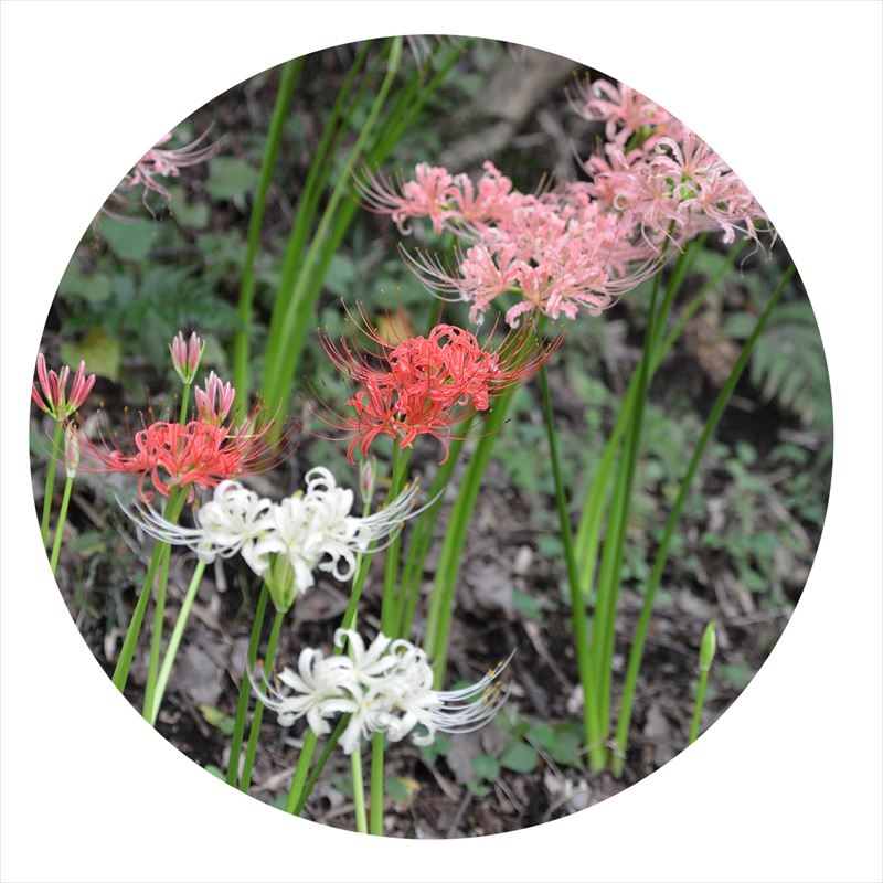 2016 かにが沢公園曼珠沙華 | フォトギャラリー | 座間市観光協会