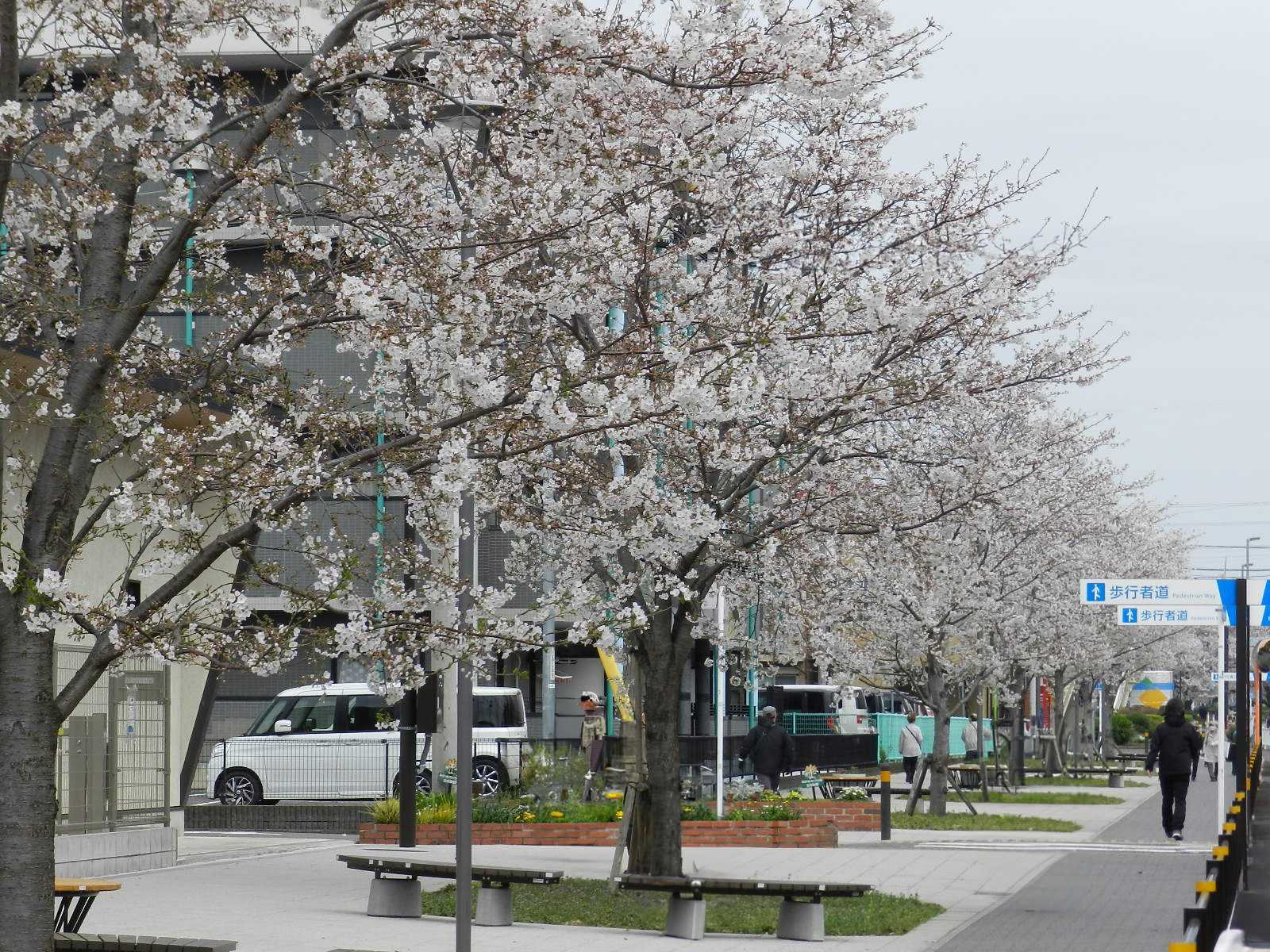 東原桜並木