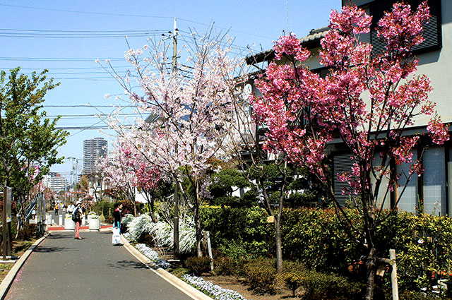 さくら百華の道