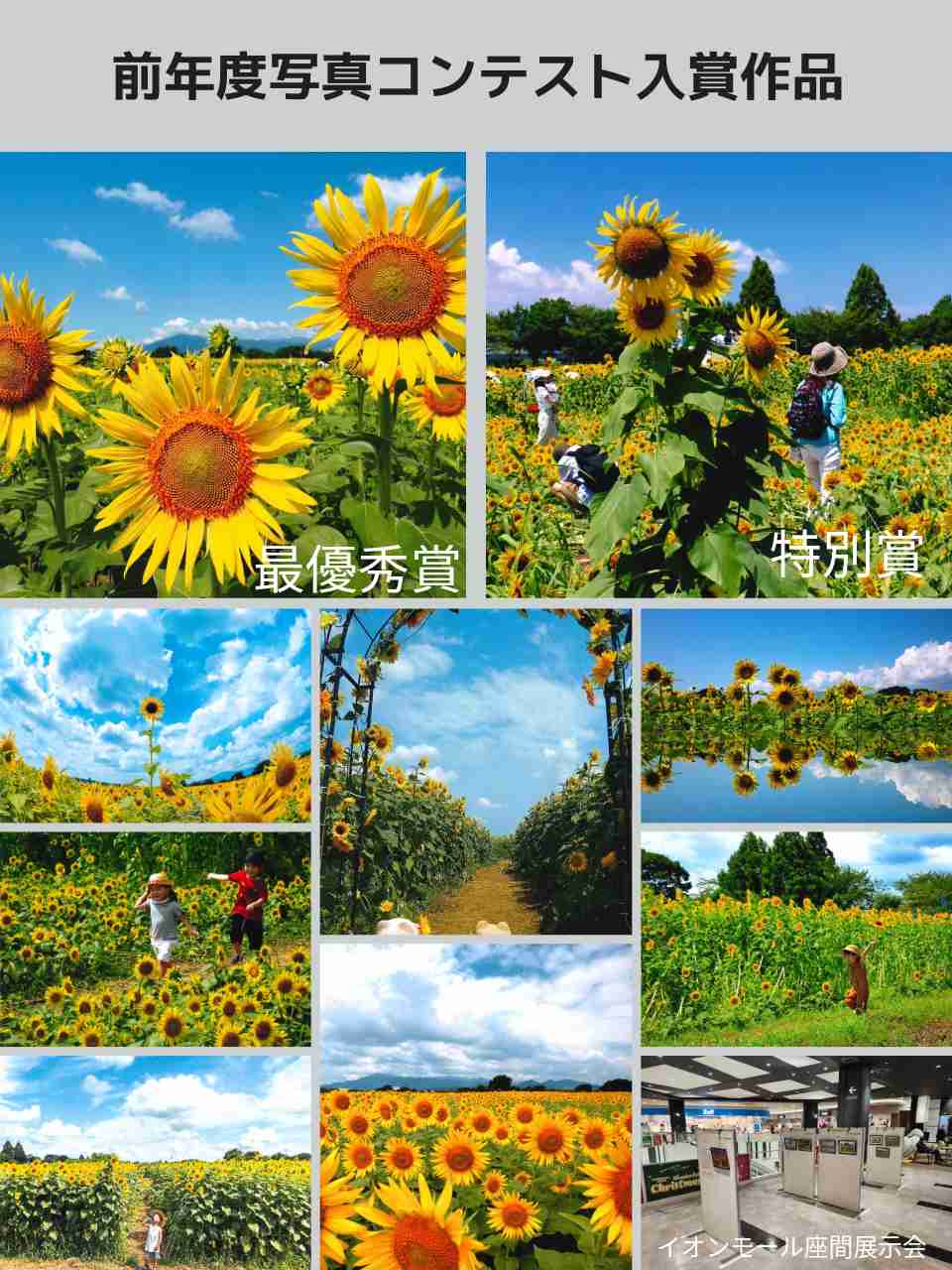 第20回ひまわり写真コンテスト最優秀賞作品
