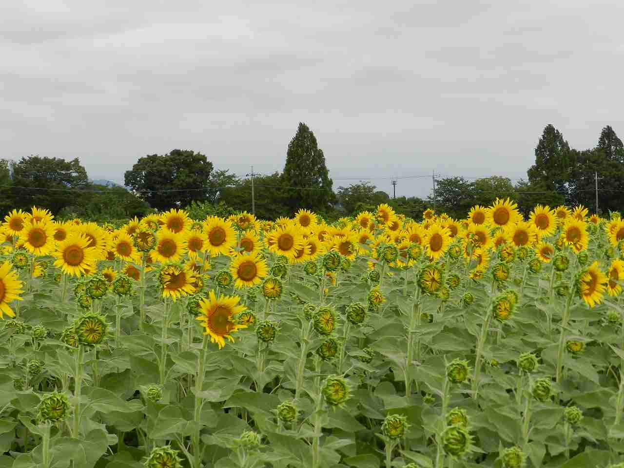 2025ひまわり開花情報 | フォトギャラリー | 座間市観光協会