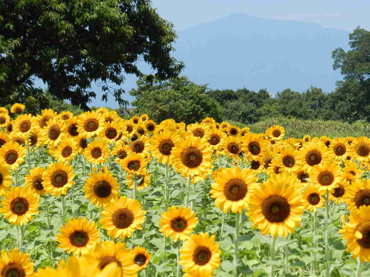 ⭐️ひまわりです 2025ひまわり開花情報 | フォトギャラリー | 座間市観光協会