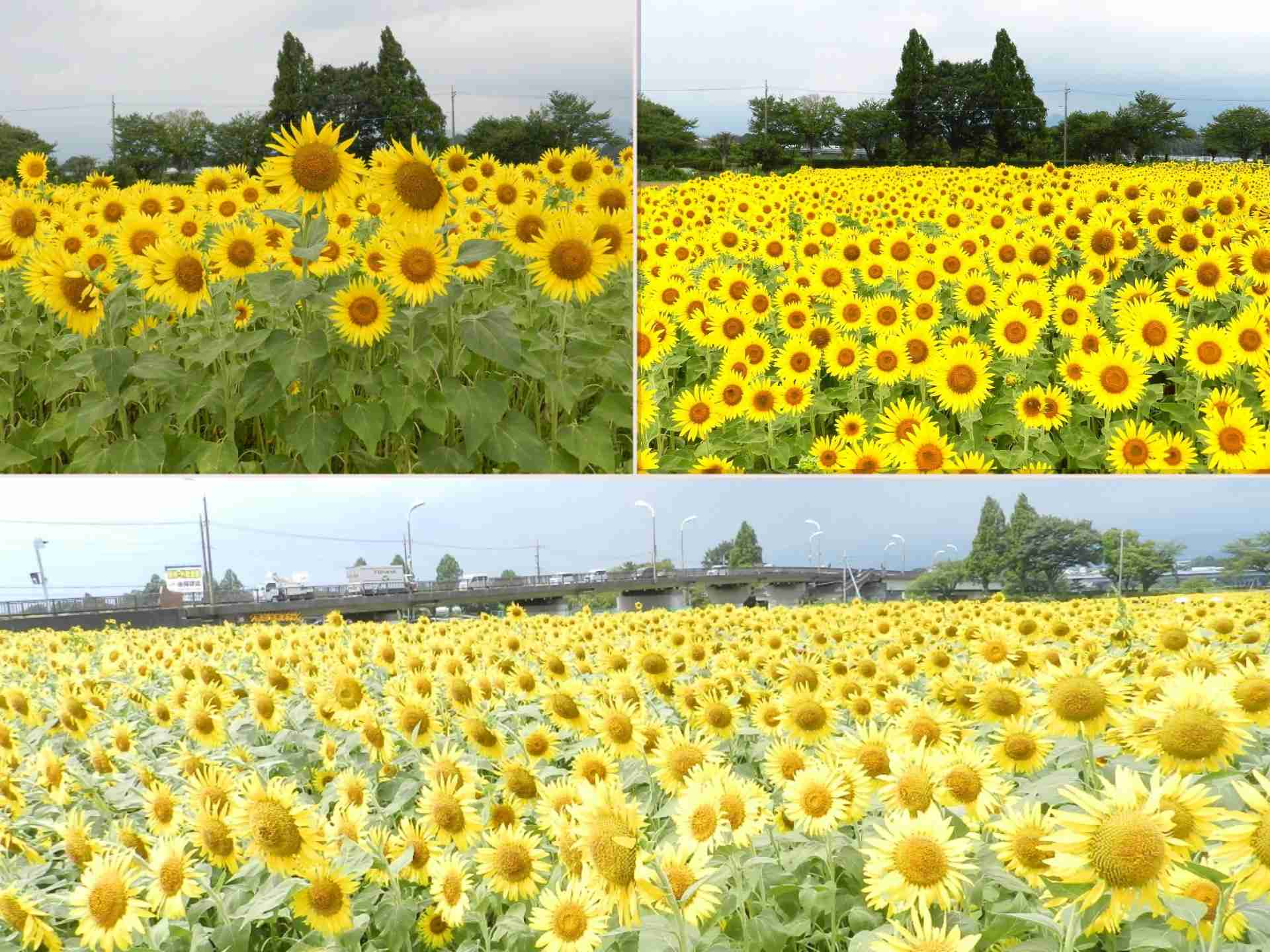 2025ひまわり開花情報 | フォトギャラリー | 座間市観光協会